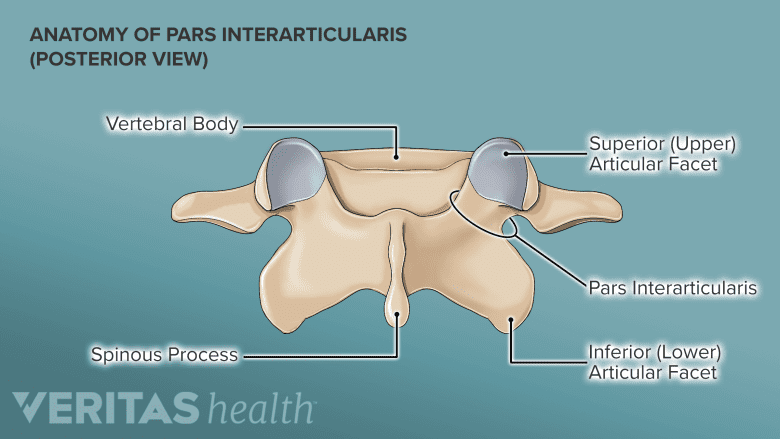 Illustration showing anatomy of pars intercularis.