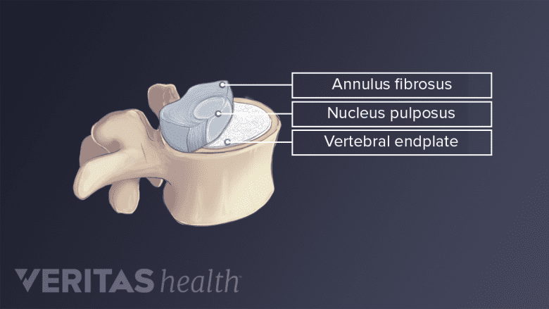 Illustration showing anatomy of lumbar vertebra.