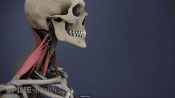 Neck muscles