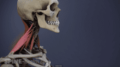 Neck muscles