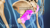 Posterior view of the pelvis highlighting the piriformis muscle.